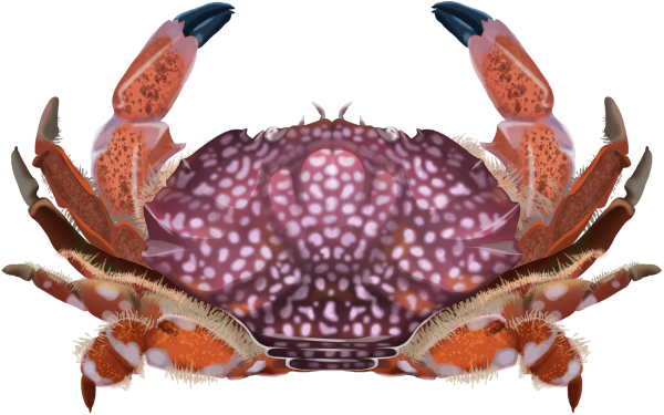 Red and White-Spotted Reef Crab - Marinewise