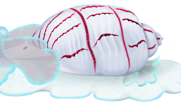 Red-lined Bubble Snail - Marinewise