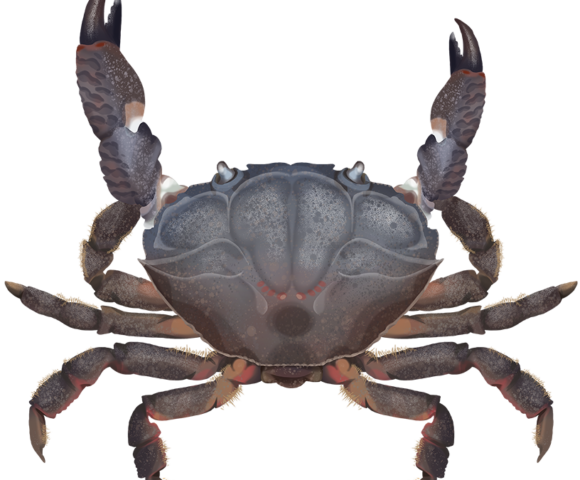 Reef Crab - Marinewise