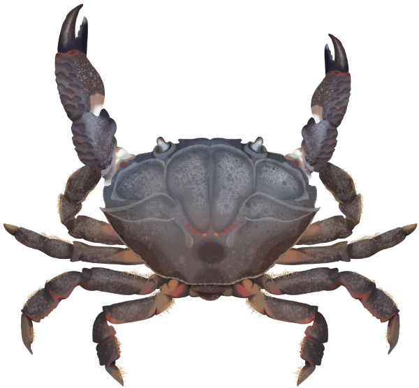 Reef Crab - Marinewise