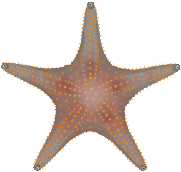 Regular Sea Star - Marinewise