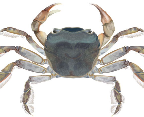 River Swimming Crab - Marinewise