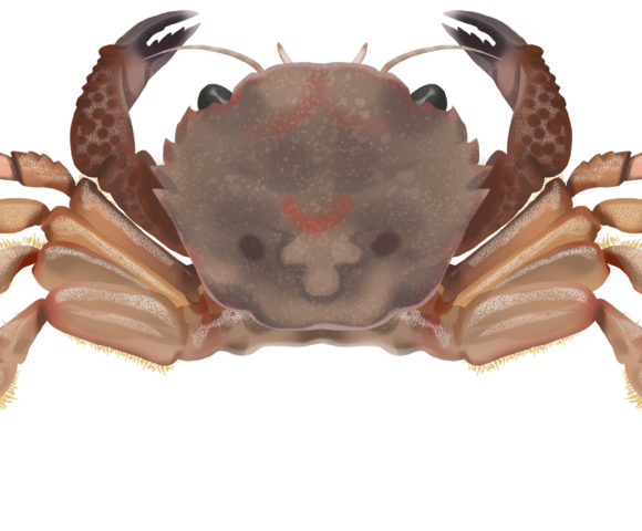 Rough Rock Crab - Marinewise