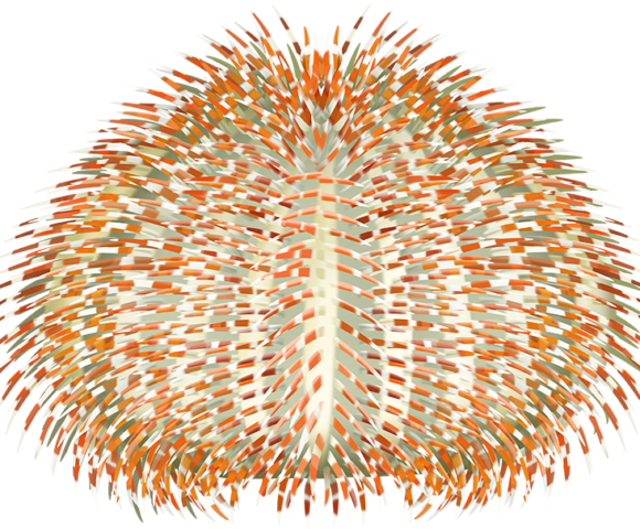 Round Sea Urchin - Marinewise