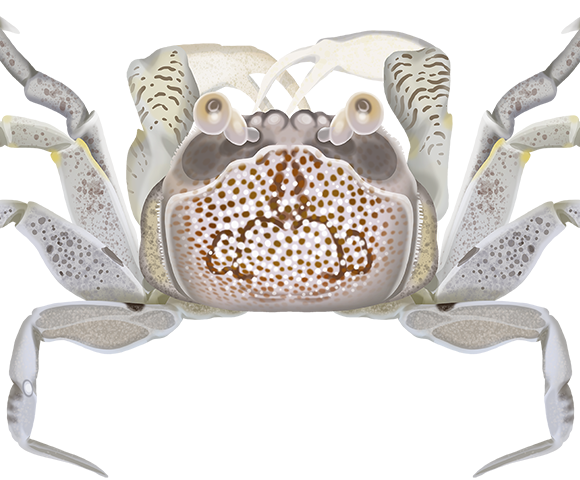 Sand Bubbler Crab - Marinewise