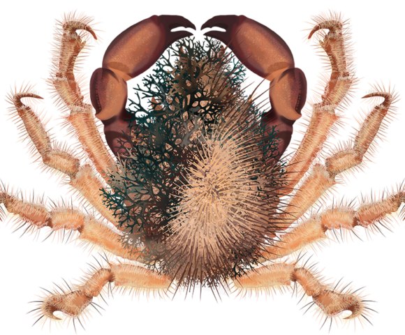 Seaweed Decorator Crab - Marinewise