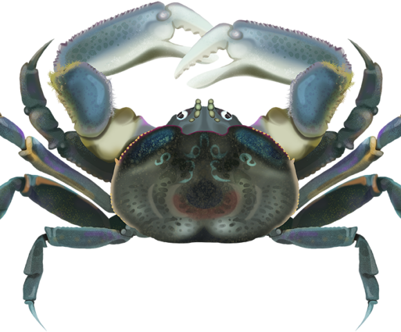 Semaphore Crab - Marinewise