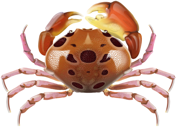 Seven Eleven Crab - Marinewise