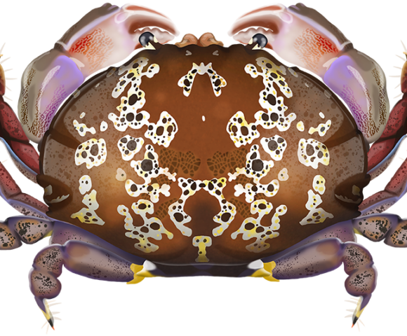 Shawl Crab - Marinewise