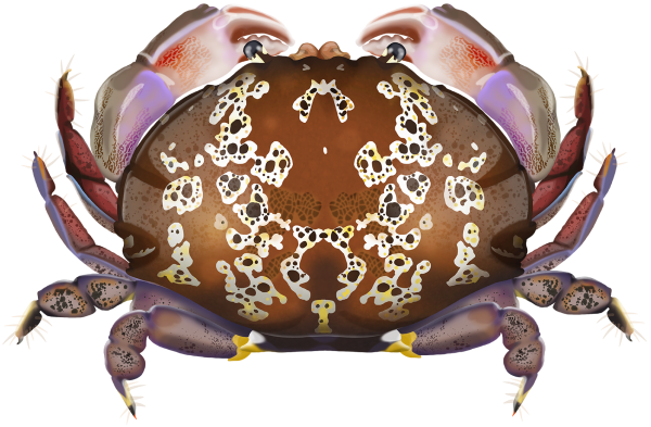 Shawl Crab - Marinewise