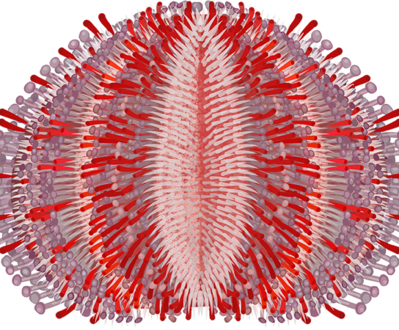 Short-spined Urchin - Marinewise