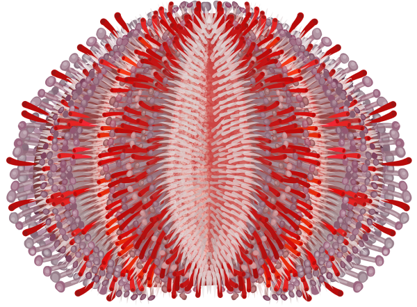 Short-spined Urchin - Marinewise