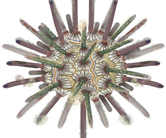 Slate Pencil Urchin - Marinewise