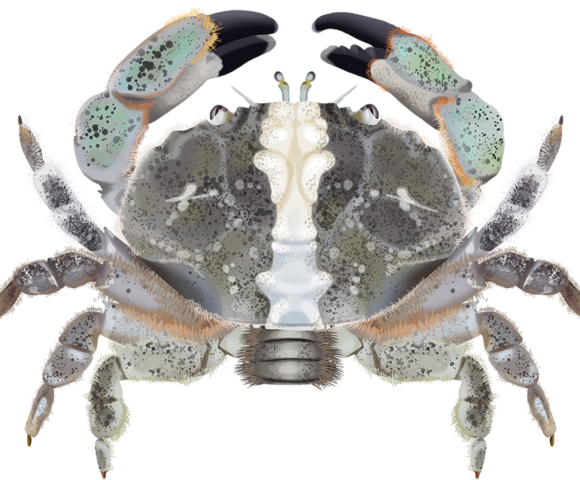 Smooth-Clawed Rock Crab - Marinewise