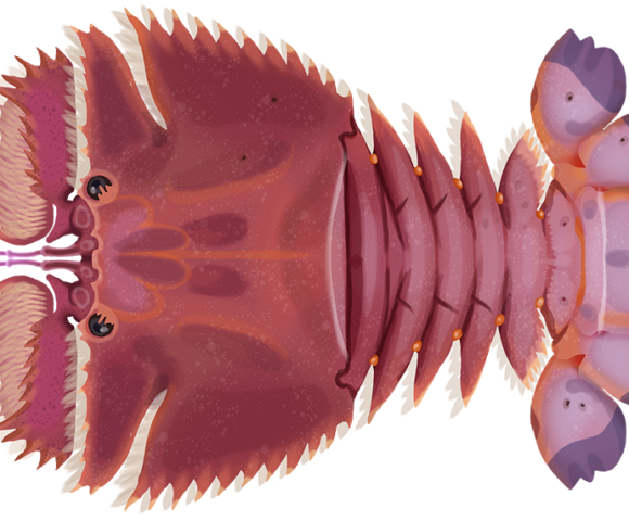 Smooth Fan Lobster - Marinewise