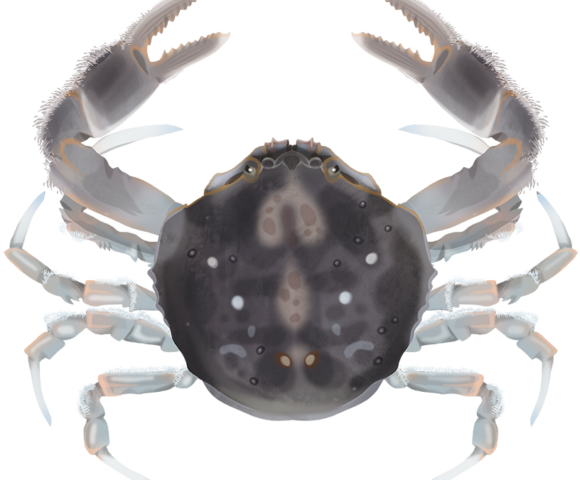 Smooth Pebble Crab - Marinewise