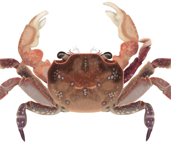 Smooth Shore Crab - Marinewise