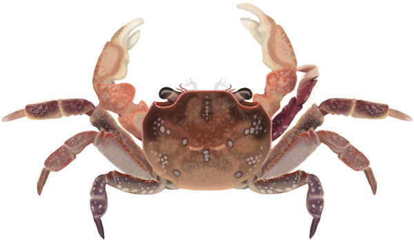 Smooth Shore Crab - Marinewise