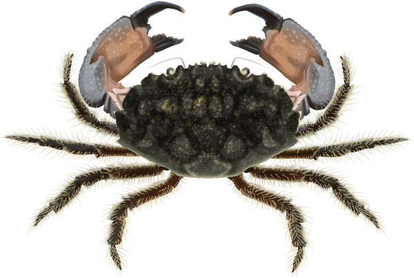 Smooth Stone Crab - Marinewise
