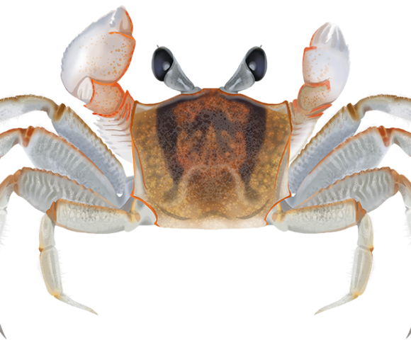 Smooth-handed Ghost Crab - Marinewise