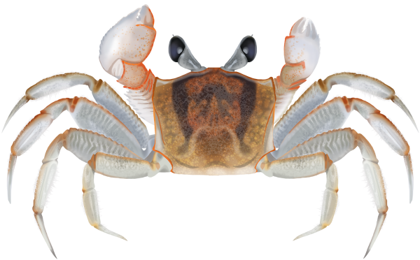 Smooth-handed Ghost Crab - Marinewise