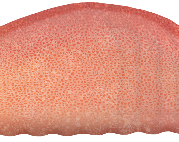 Snot Sea Cucumber - Marinewise