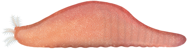 Snot Sea Cucumber - Marinewise