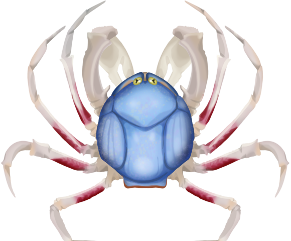 Soldier Crab - Marinewise