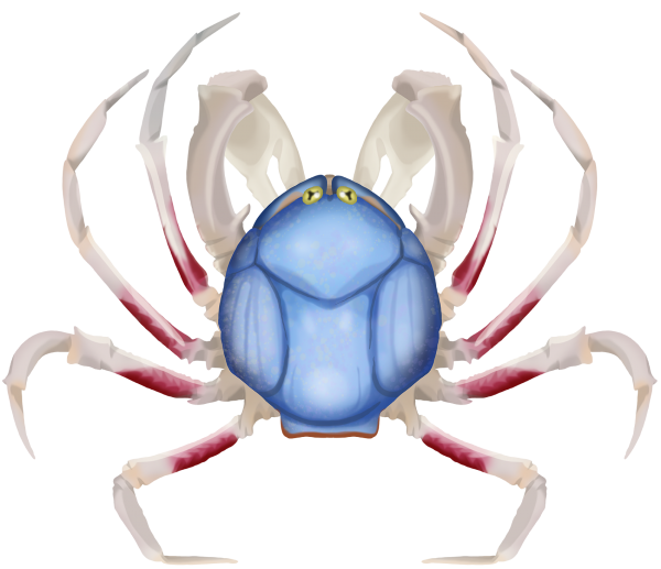 Soldier Crab - Marinewise