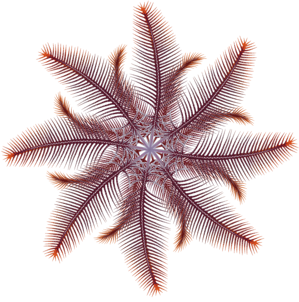 Southern Feather Star - Marinewise
