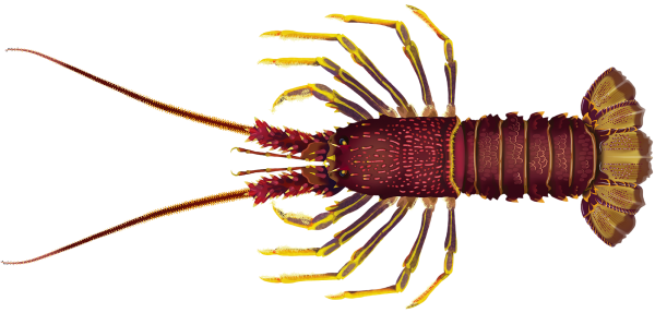 Southern Rock Lobster - Marinewise