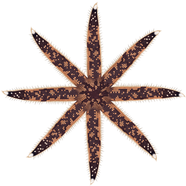 Southern Sand Star - Marinewise