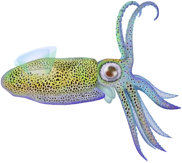 Southern Squid - Marinewise