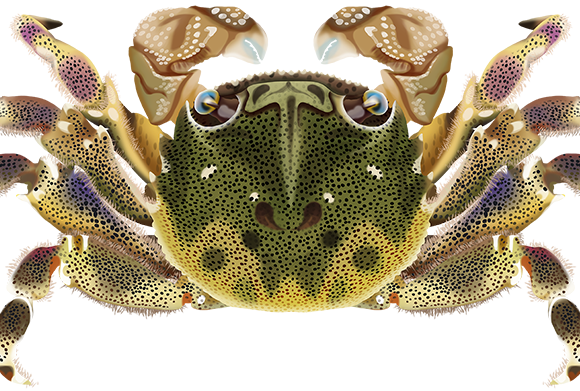 Sowrie Crab - Marinewise