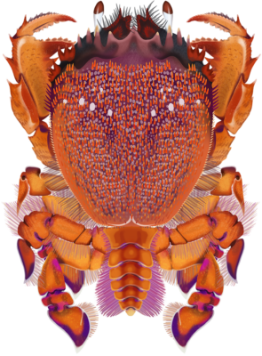 Spanner Crab - Ranina ranina