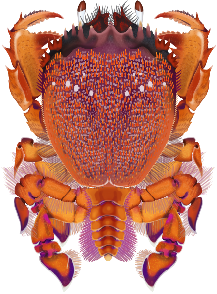Spanner Crab - Marinewise