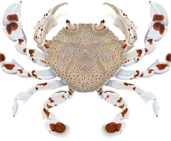 Speckled Sand Crab - Marinewise