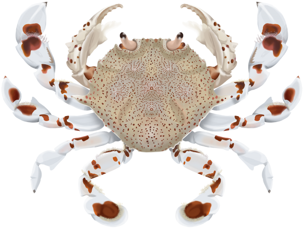 Speckled Sand Crab - Marinewise