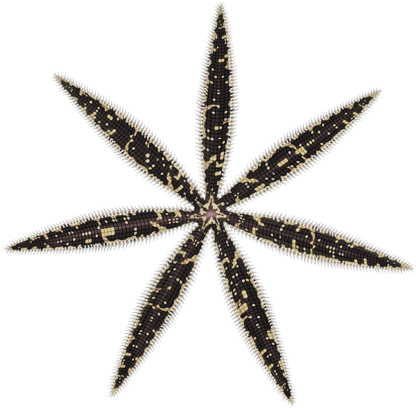 Speckled Seastar - Marinewise