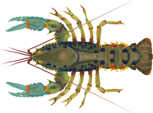 Spiny Crayfish - Marinewise