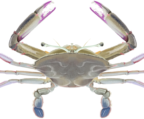 Stalk-eye Swimmer Crab - Marinewise