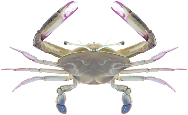 Stalk-eye Swimmer Crab - Marinewise