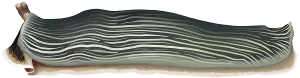 Striped Nudibranch - Marinewise