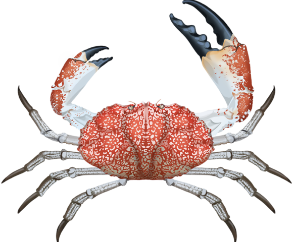 Tasmanian Giant Crab - Marinewise