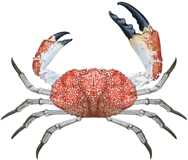 Tasmanian Giant Crab - Marinewise