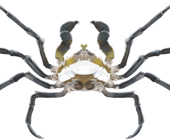 Three Pronged Sea Spider - Marinewise