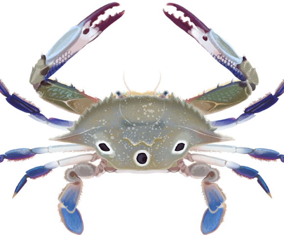 Three-Spotted Swimmer Crab - Marinewise