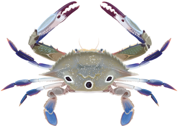 Three-Spotted Swimmer Crab - Marinewise