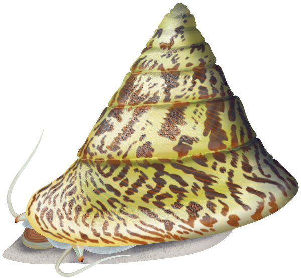 Top Shell - Marinewise