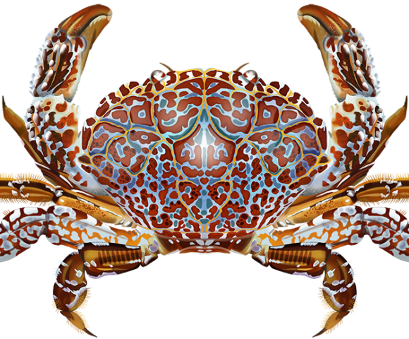 Toxic Reef Crab - Marinewise